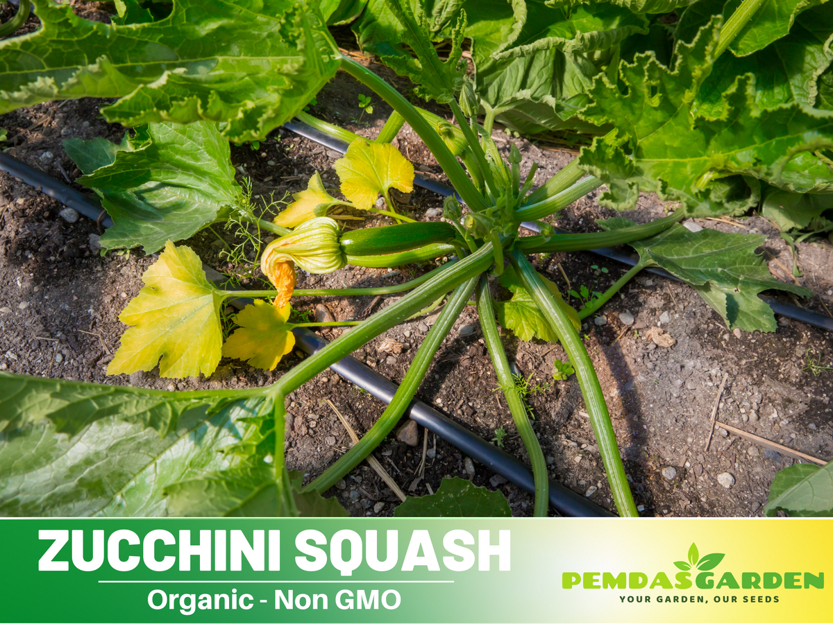 25 Seeds| Squash Zucchini  Seeds #7014