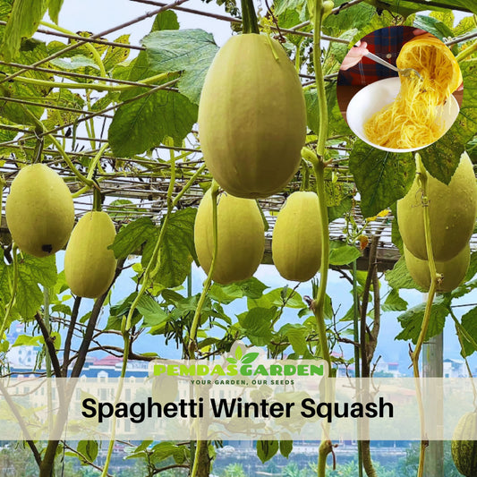 Spaghetti Winter Squash Seeds - Productive Vines, 25 seeds
