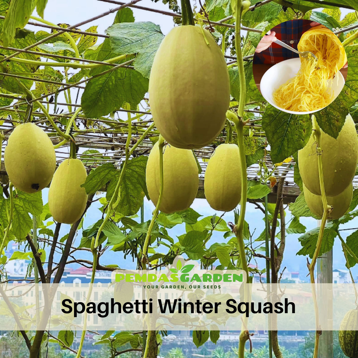 Spaghetti Winter Squash Seeds - Easy Grow, Long Storage, 25 seeds