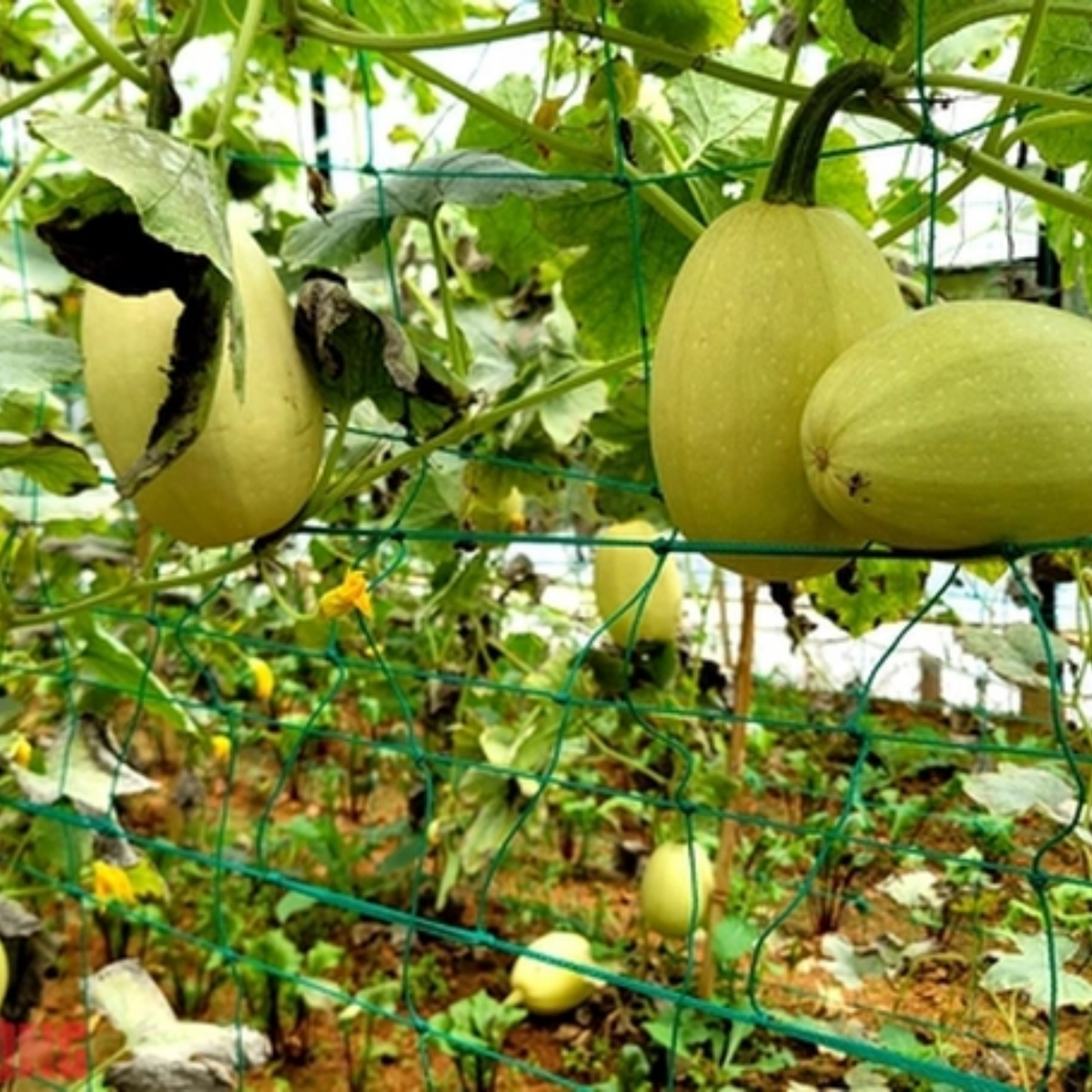 25 Seeds| Spaghetti Winter Squash Seeds – Heirloom, Non-GMO, Easy to Grow, Productive Vines, Long Storage, Golden Flesh Turns to Noodles, Perfect for Healthy Roasting, Baking, and Low-Carb Meals#7015
