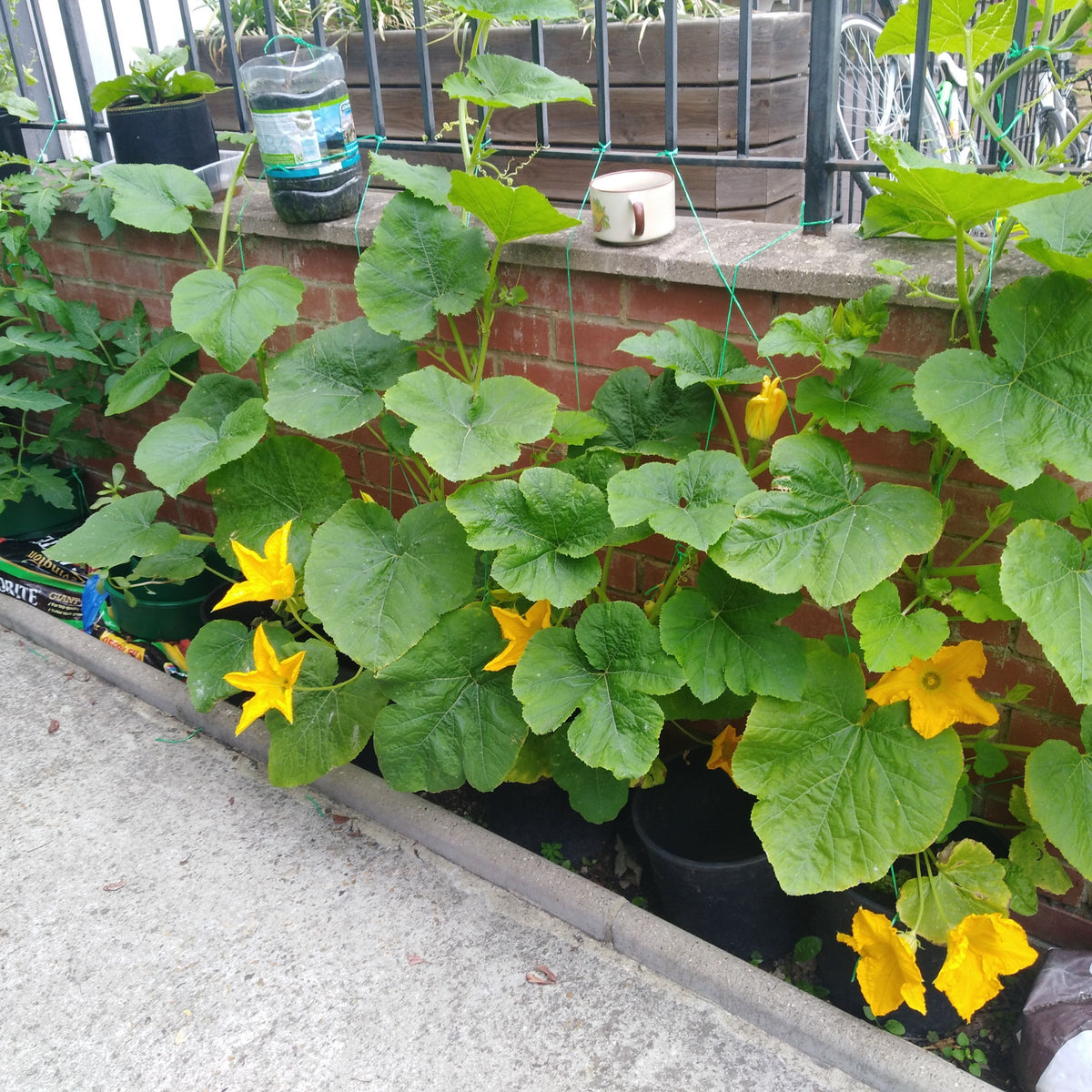 Spaghetti Winter Squash Seeds - Easy Grow, Long Storage, 25 seeds