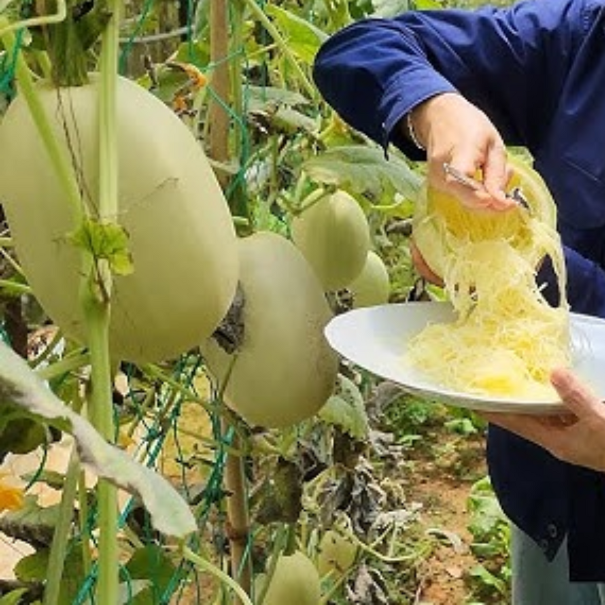 25 Seeds| Spaghetti Winter Squash Seeds – Heirloom, Non-GMO, Easy to Grow, Productive Vines, Long Storage, Golden Flesh Turns to Noodles, Perfect for Healthy Roasting, Baking, and Low-Carb Meals#7015