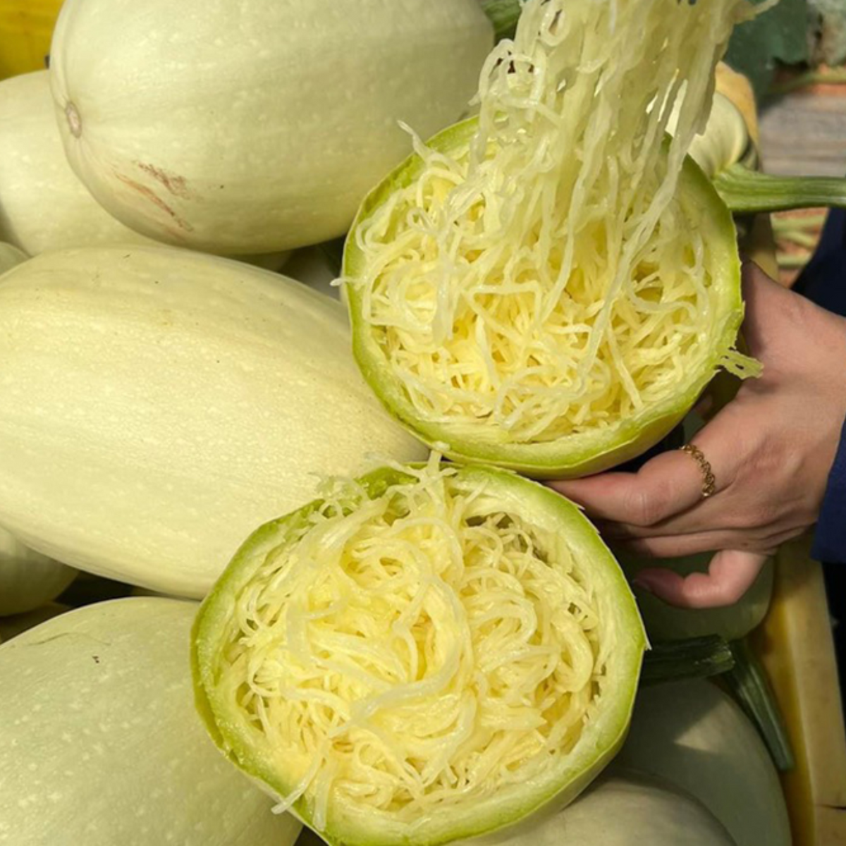 25 Seeds| Spaghetti Winter Squash Seeds – Heirloom, Non-GMO, Easy to Grow, Productive Vines, Long Storage, Golden Flesh Turns to Noodles, Perfect for Healthy Roasting, Baking, and Low-Carb Meals#7015