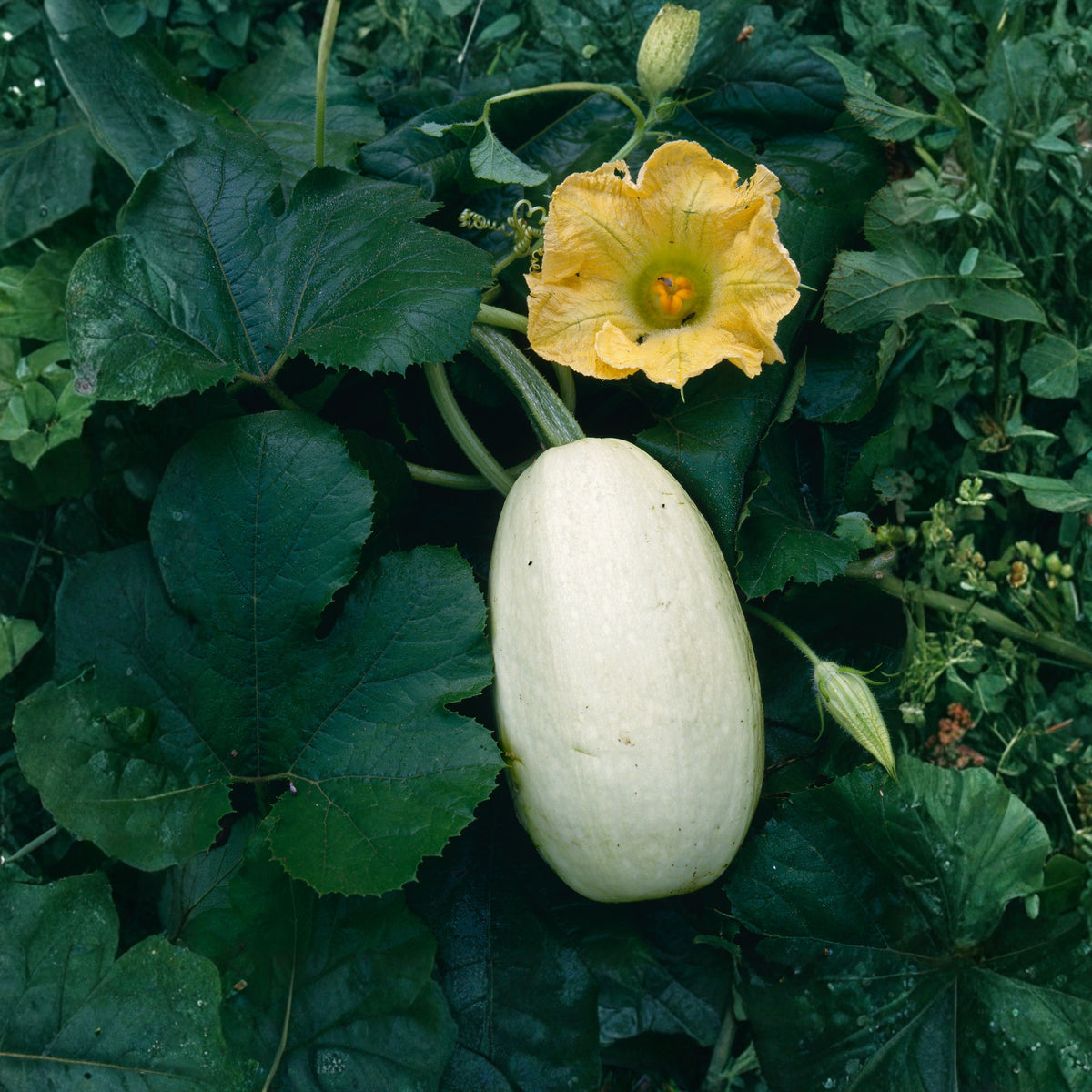 Spaghetti Winter Squash Seeds - Productive Vines, 25 seeds