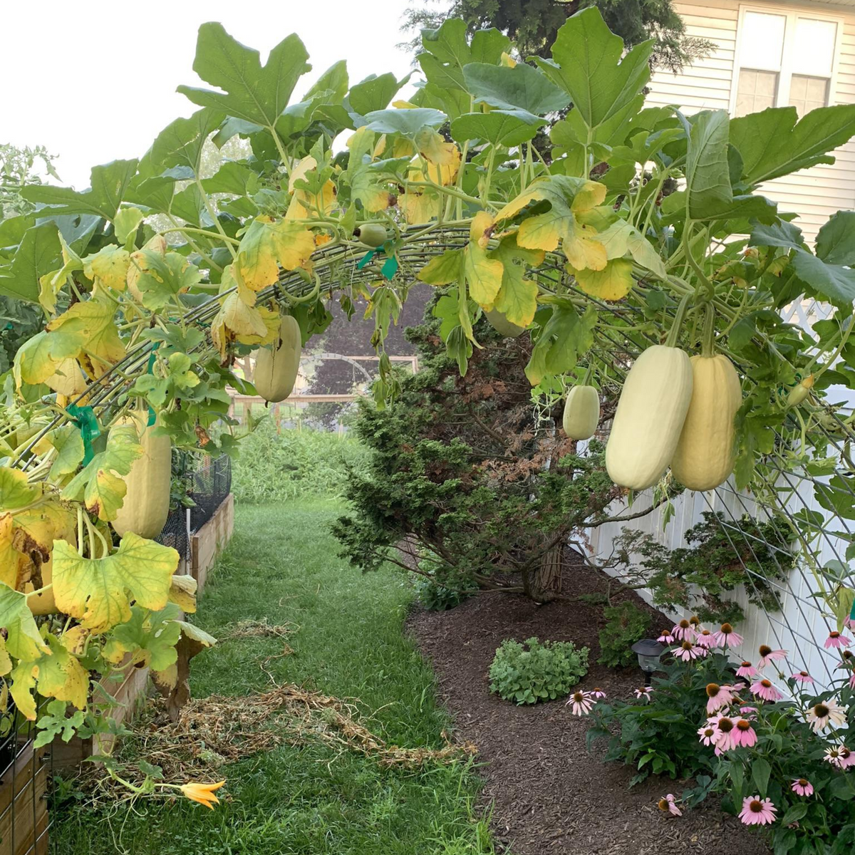25 Seeds| Spaghetti Winter Squash Seeds - Heirloom – Non-GMO – Easy Grow – Long Storage – Low Carb – Healthy – Garden to Table – Roasting – Baking – Homegrown#7015