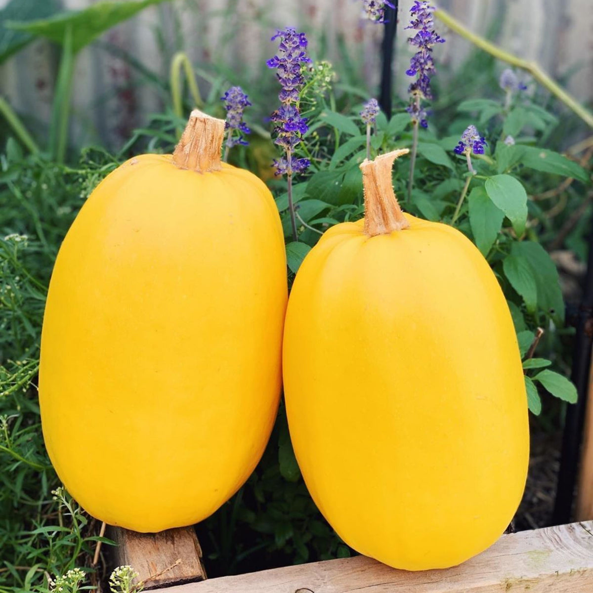 Spaghetti Winter Squash Seeds - Easy Grow, Long Storage, 25 seeds