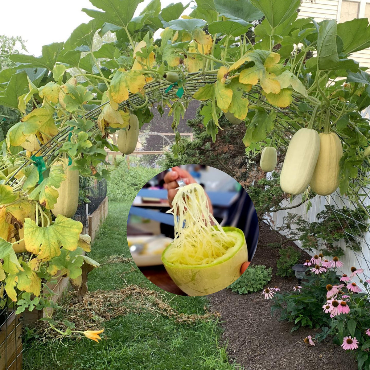 Spaghetti Winter Squash Seeds - Easy Grow, Long Storage, 25 seeds