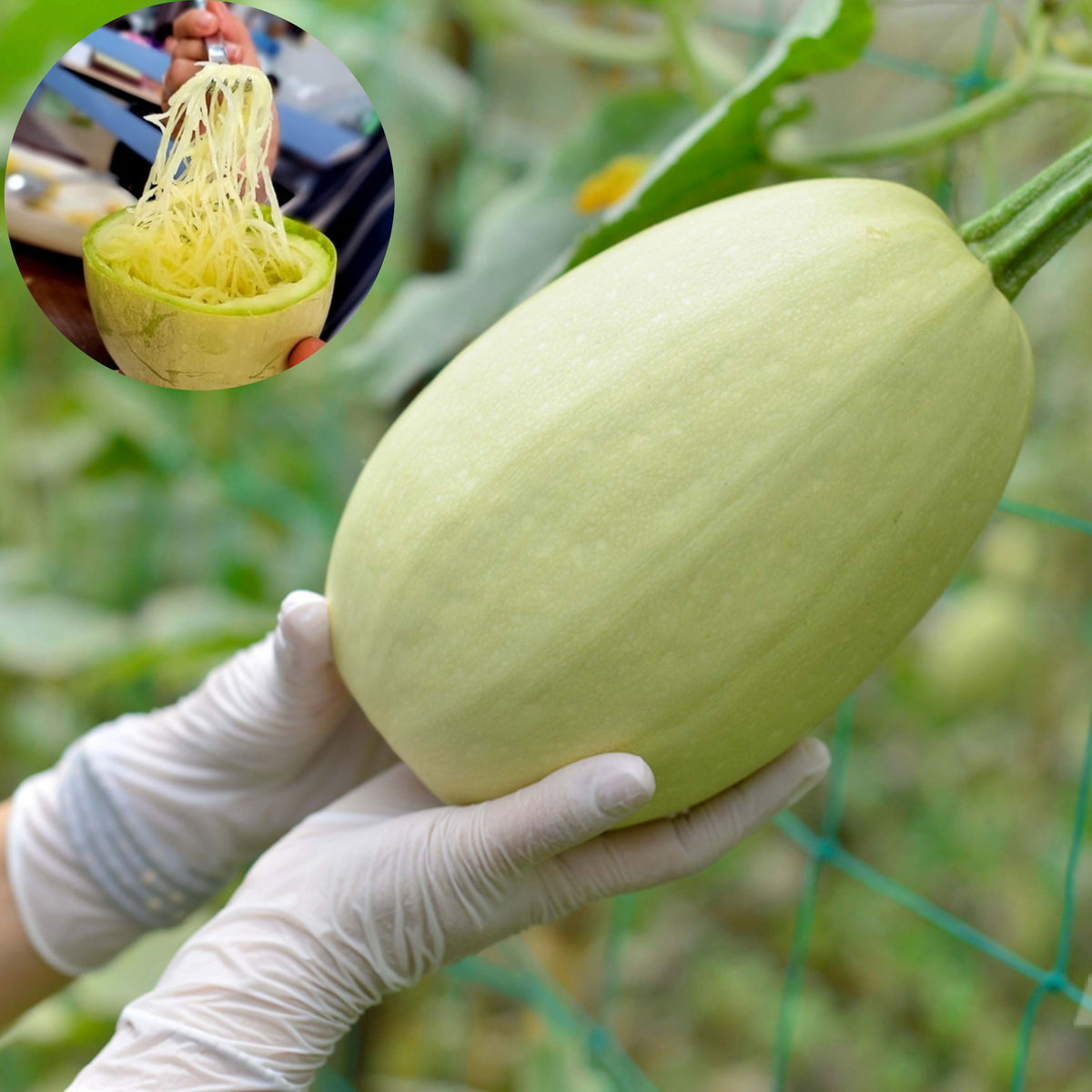 Spaghetti Winter Squash Seeds - Easy Grow, Long Storage, 25 seeds