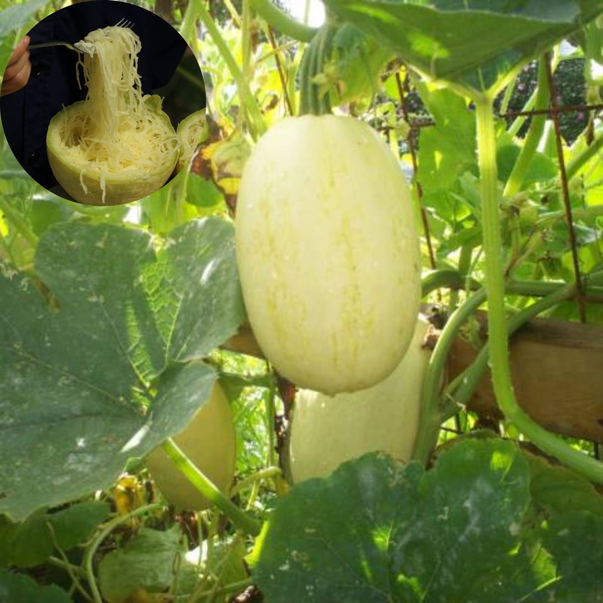 Spaghetti Winter Squash Seeds - Productive Vines, 25 seeds