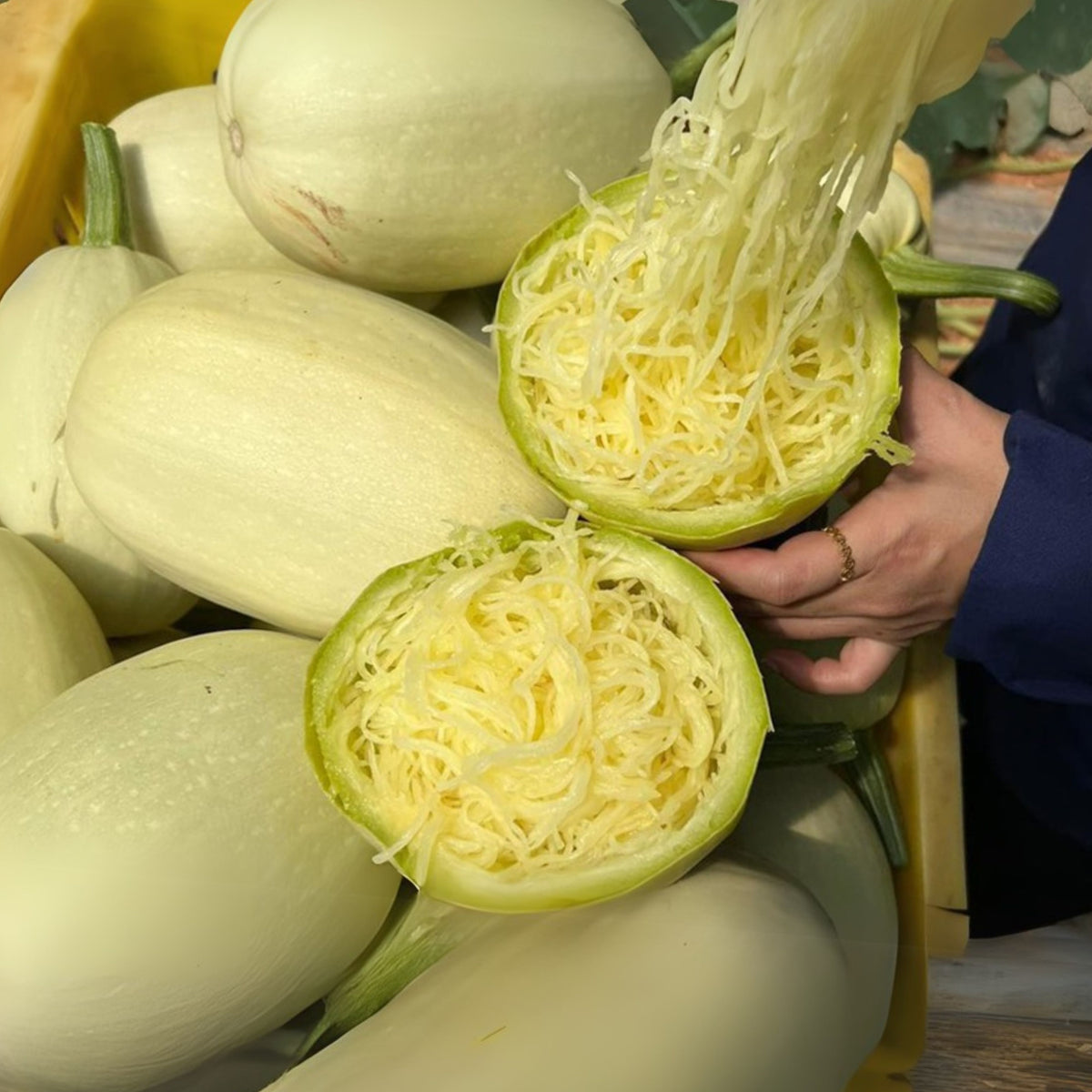 Spaghetti Winter Squash Seeds - Easy Grow, Long Storage, 25 seeds