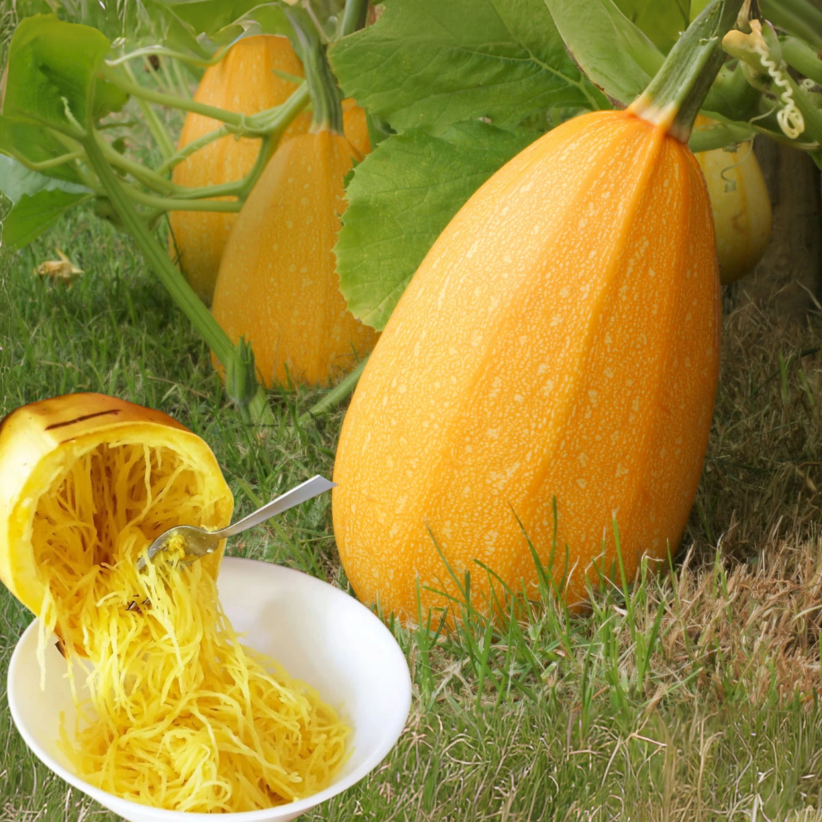 Spaghetti Winter Squash Seeds - Productive Vines, 25 seeds