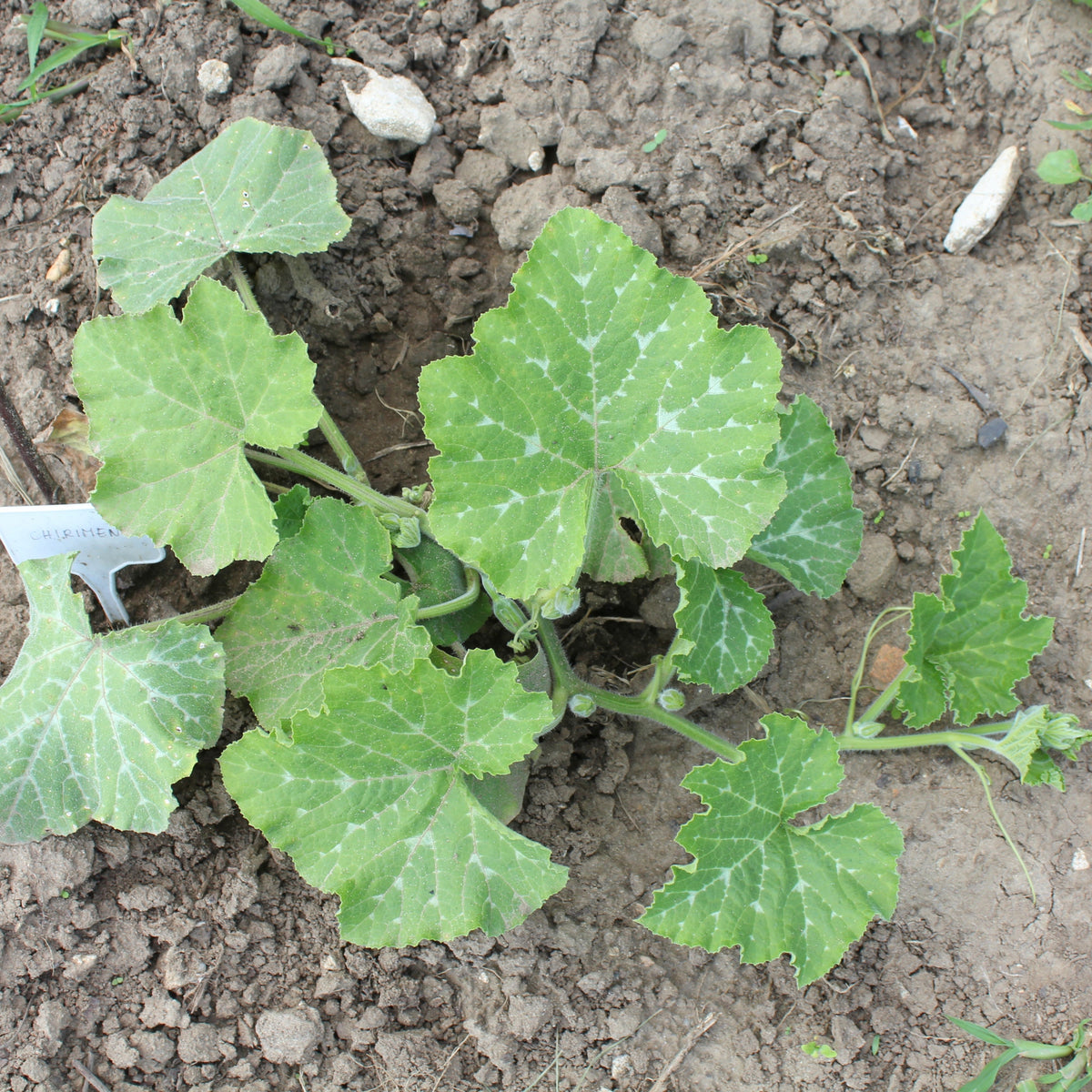 Spaghetti Winter Squash Seeds - Productive Vines, 25 seeds