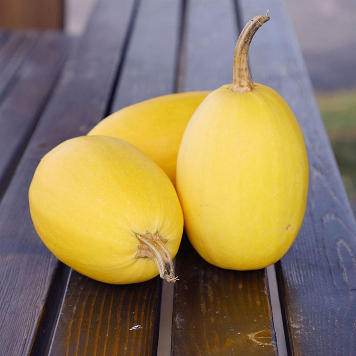 Spaghetti Winter Squash Seeds - Easy Grow, Long Storage, 25 seeds