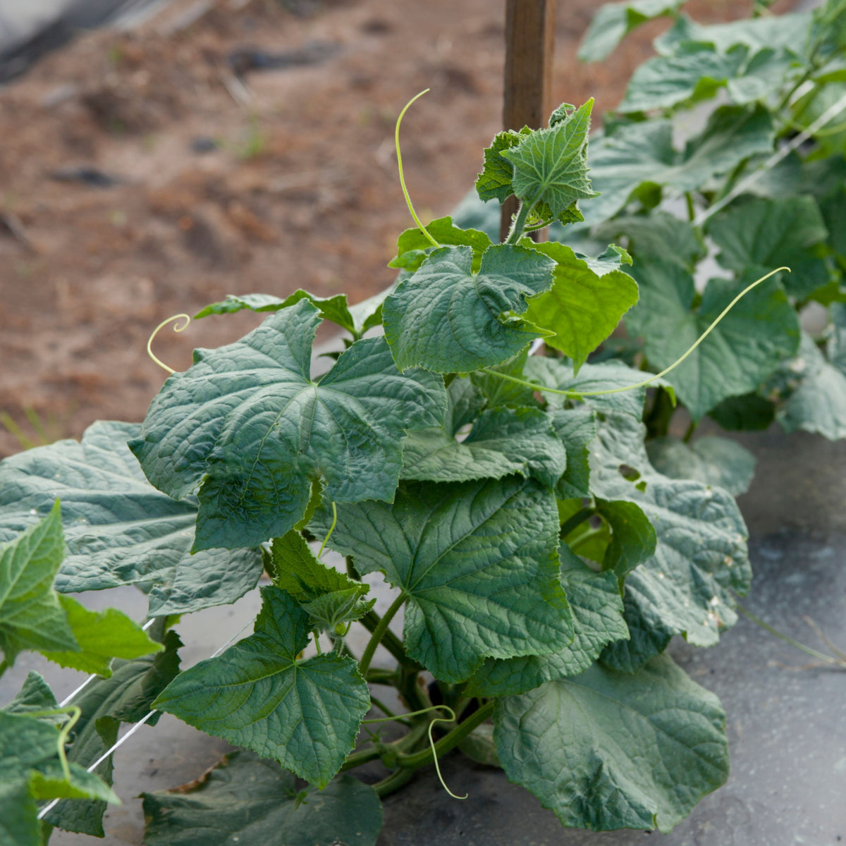 Spaghetti Winter Squash Seeds - Productive Vines, 25 seeds