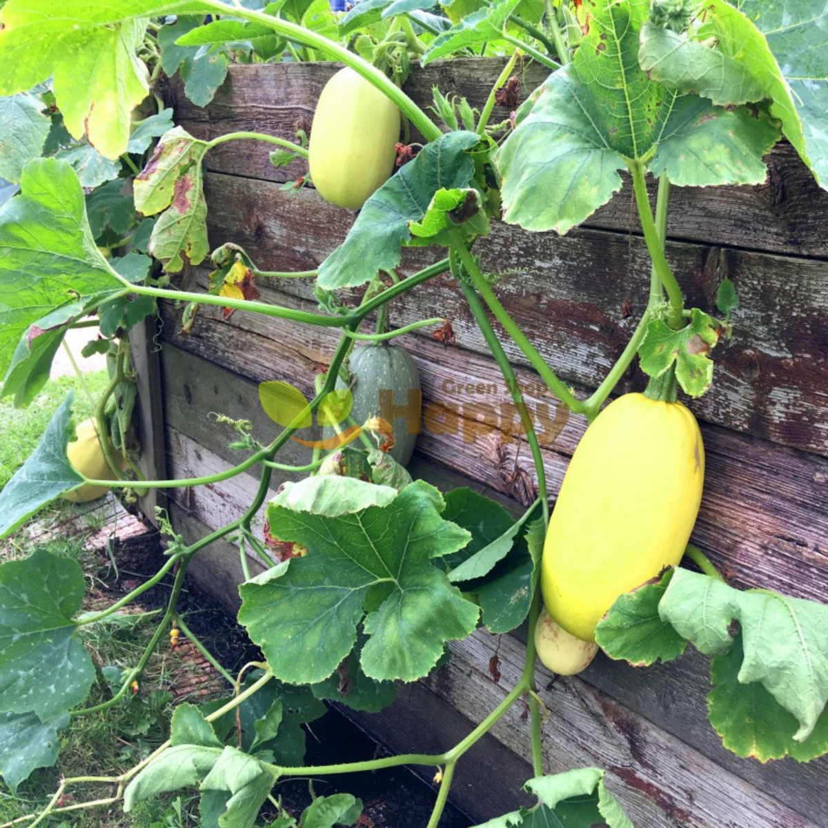 Spaghetti Winter Squash Seeds - Easy Grow, Long Storage, 25 seeds