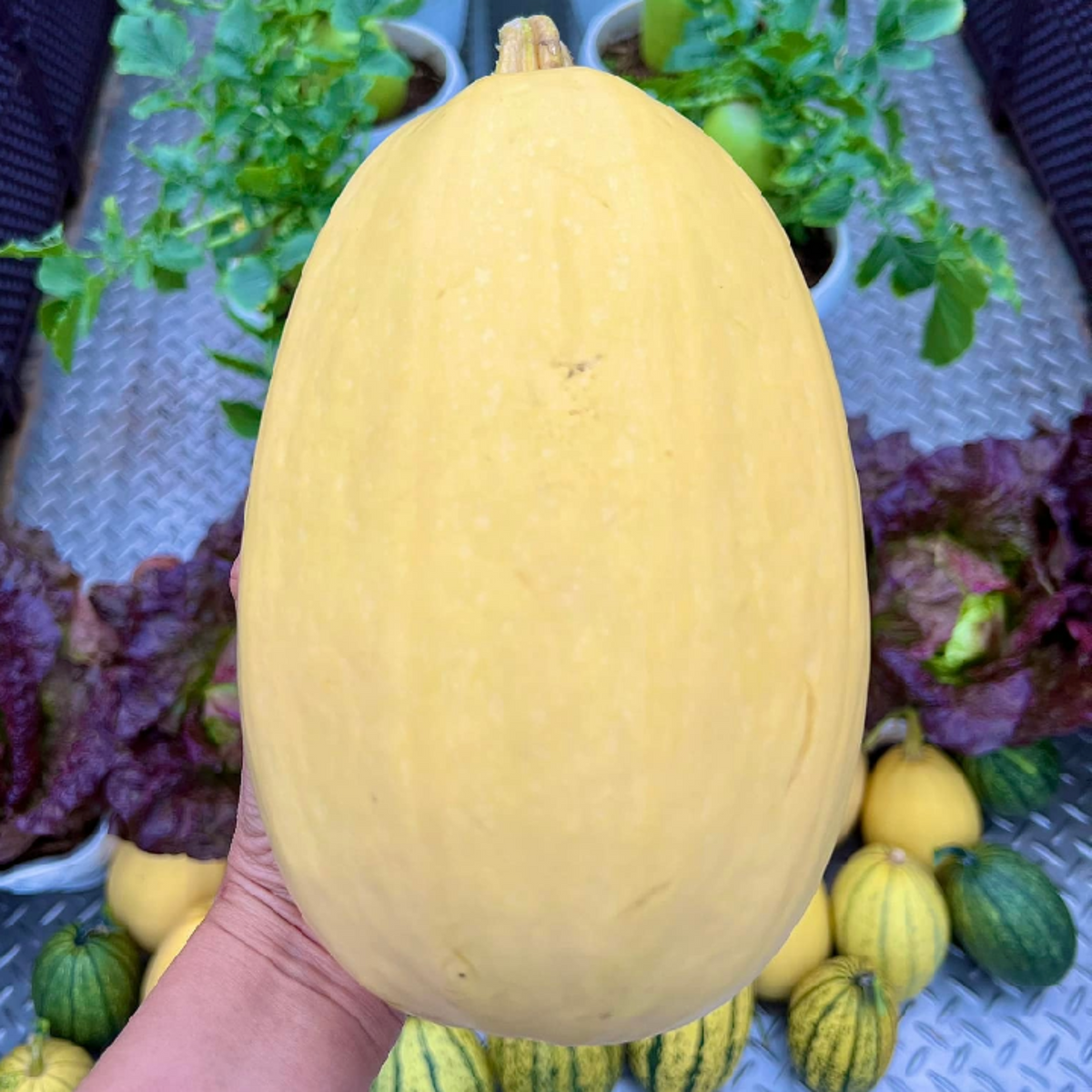 25 Seeds| Spaghetti Winter Squash Seeds – Heirloom, Non-GMO, Easy to Grow, Productive Vines, Long Storage, Golden Flesh Turns to Noodles, Perfect for Healthy Roasting, Baking, and Low-Carb Meals#7015