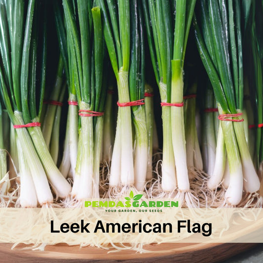 American Flag Leek Seeds - Giant Musselburgh, Cool Season, 210 seeds