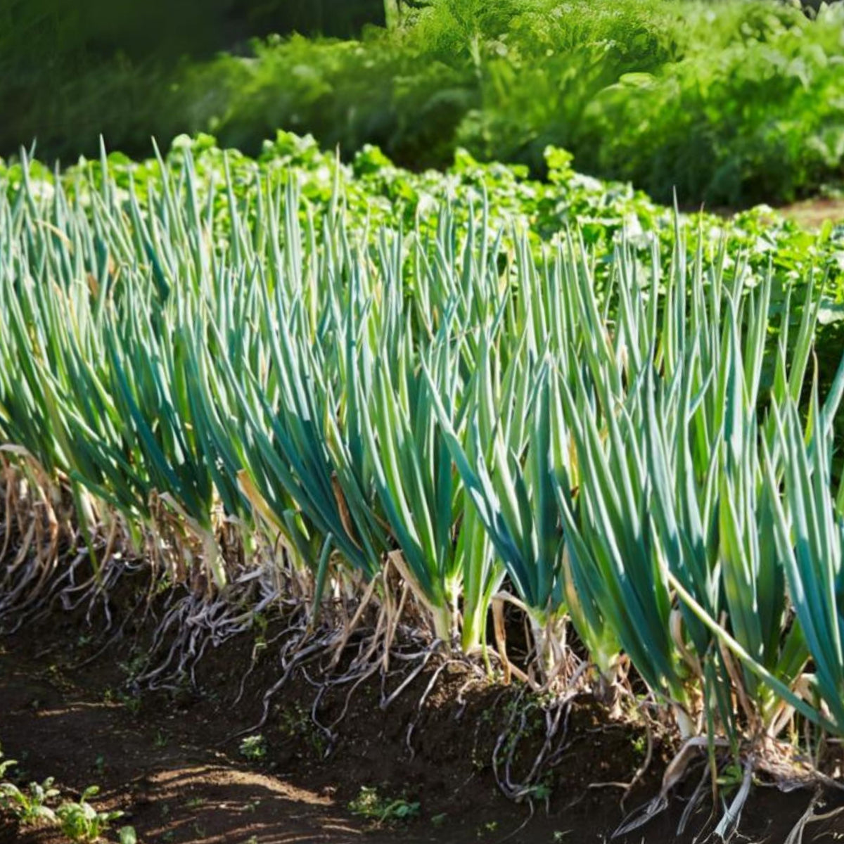 American Flag Leek Seeds - Giant Musselburgh, 210 seeds