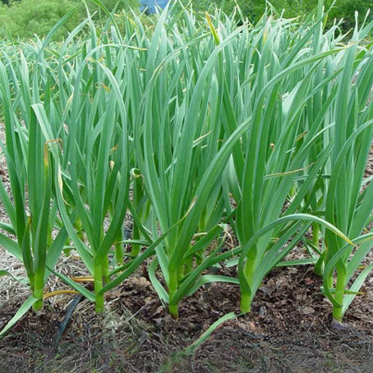 American Flag Leek Seeds - Giant Musselburgh, Cool Season, 210 seeds