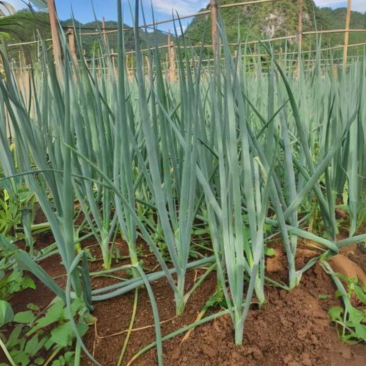 American Flag Leek Seeds - Giant Musselburgh, Cool Season, 210 seeds