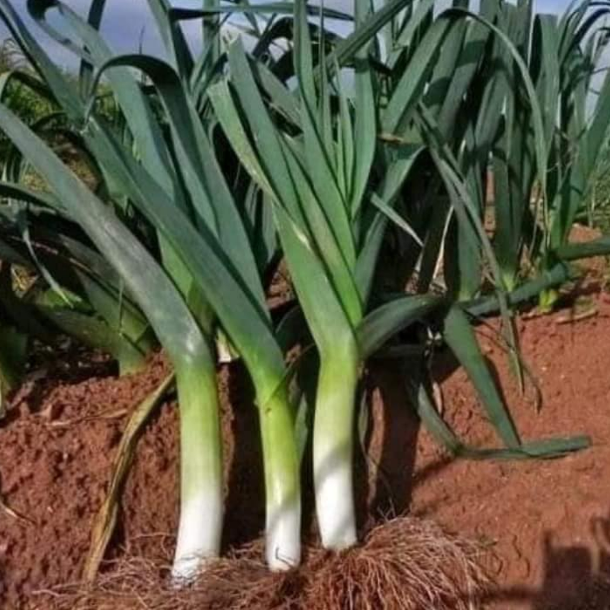 210 Seeds| American Flag Leek Seeds- Giant Musselburgh- Heirloom – Non-GMO – Easy to Grow – Cool Season – Hardy – Long White Stems – Mild Onion Flavor – Garden to Table – Soups & Stews – Roasting #7016