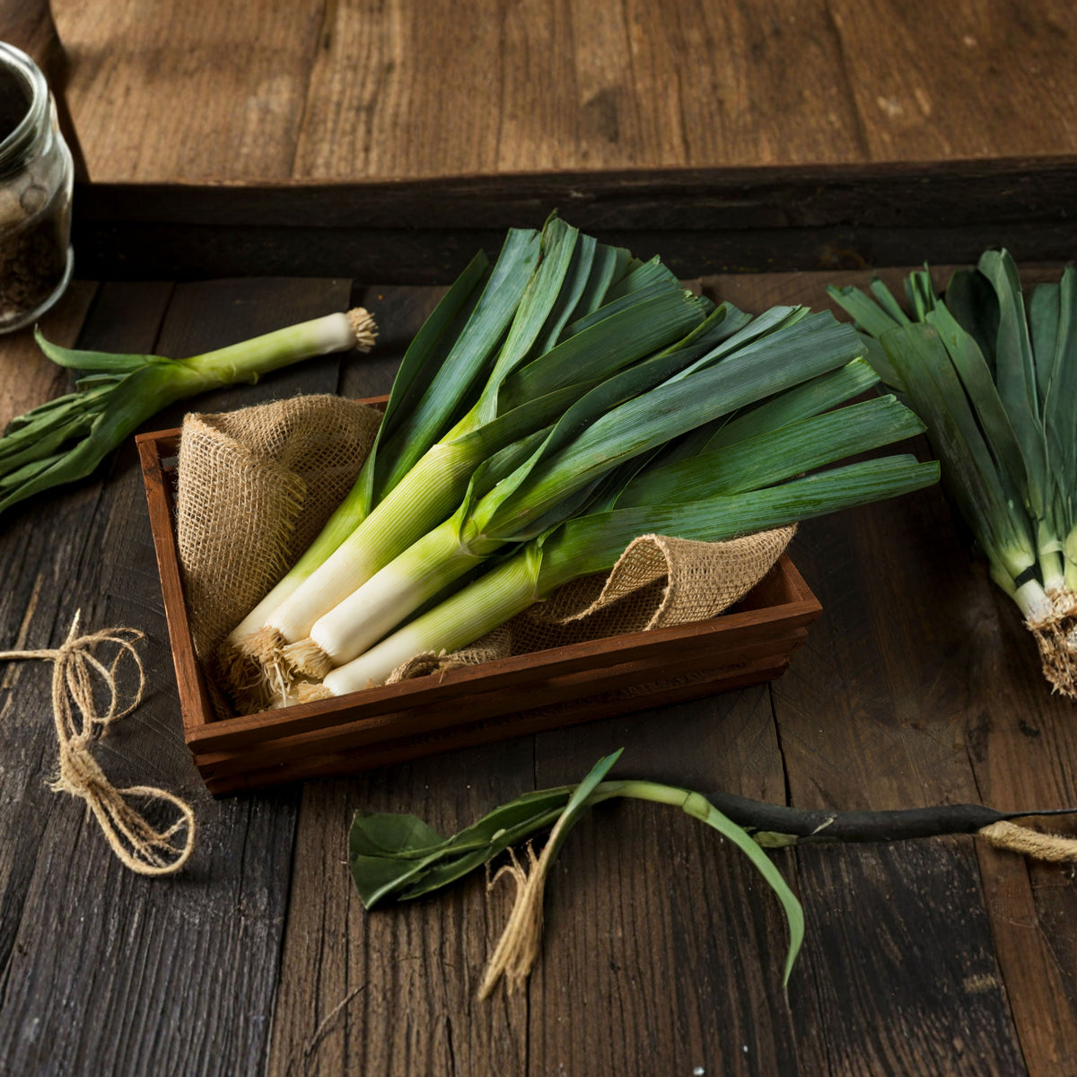 American Flag Leek Seeds - Giant Musselburgh, 210 seeds