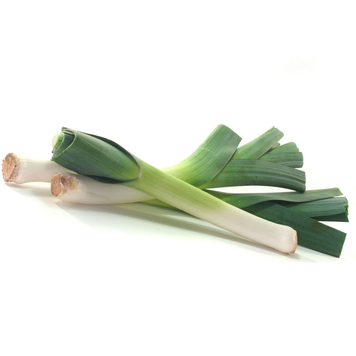 American Flag Leek Seeds - Giant Musselburgh, 210 seeds
