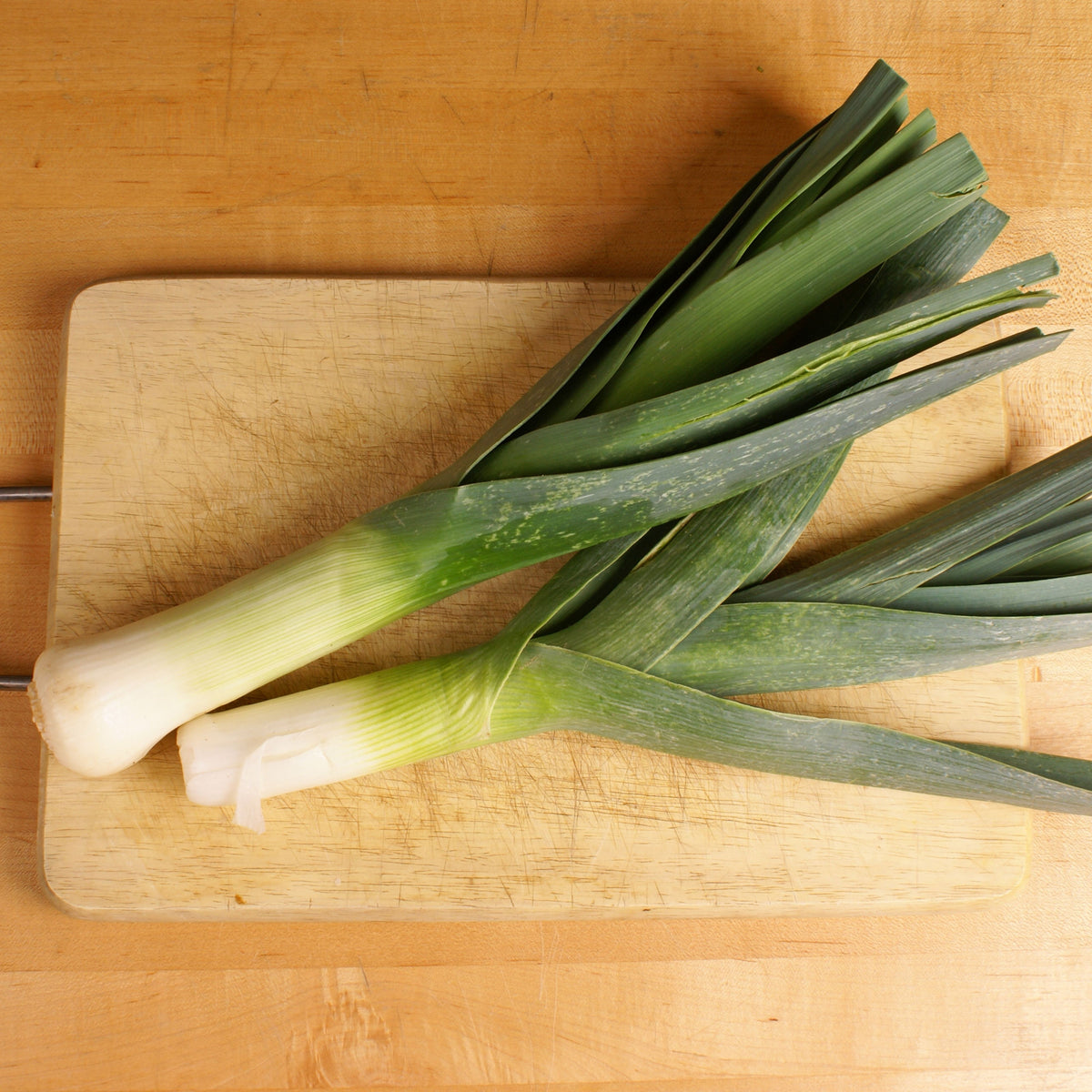 American Flag Leek Seeds - Giant Musselburgh, 210 seeds