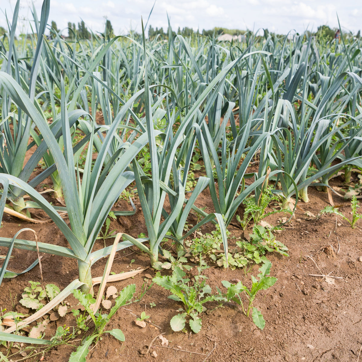 American Flag Leek Seeds - Giant Musselburgh, 210 seeds