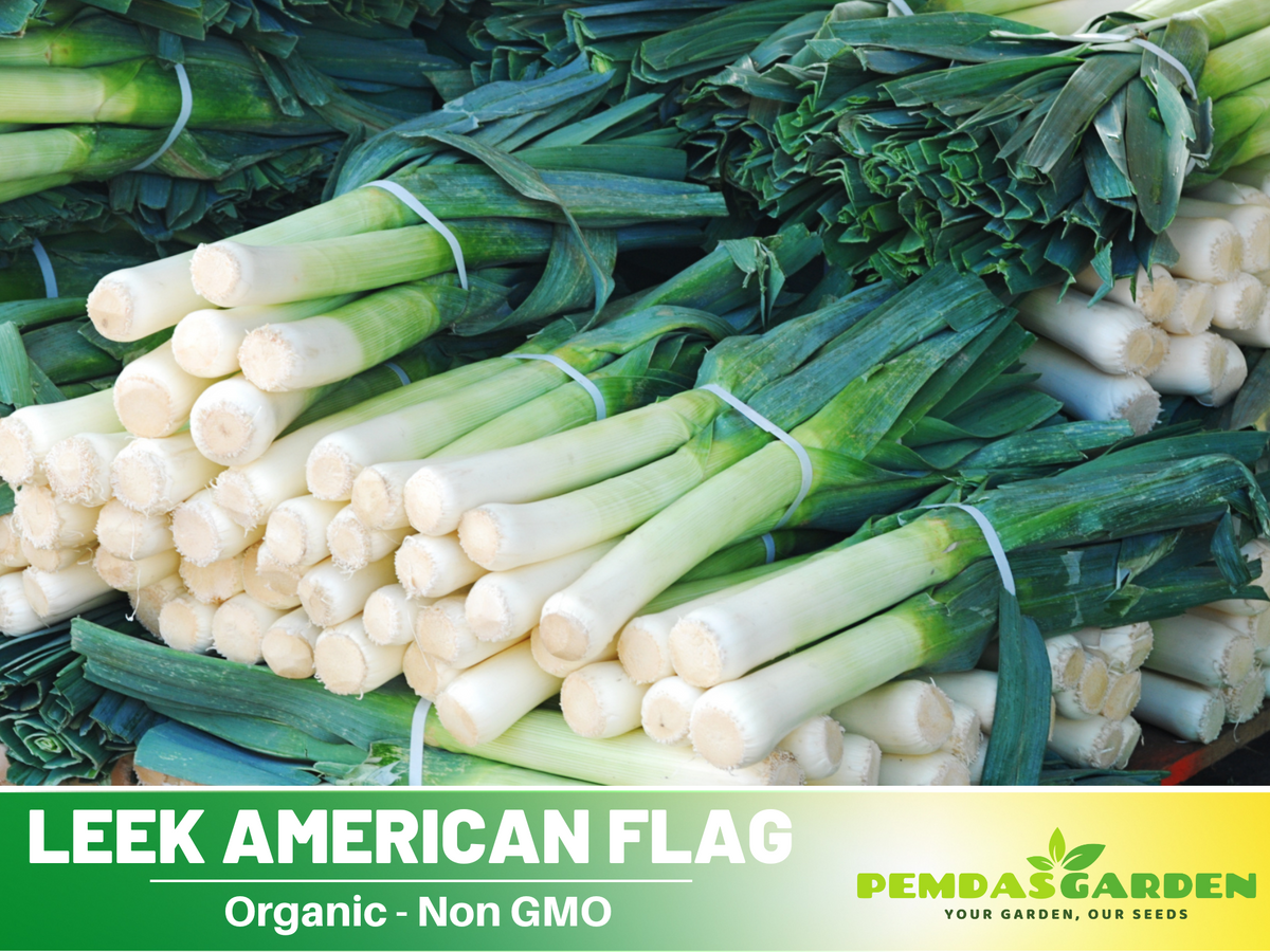 210 Seeds| Leek Seeds- American Flag #7016