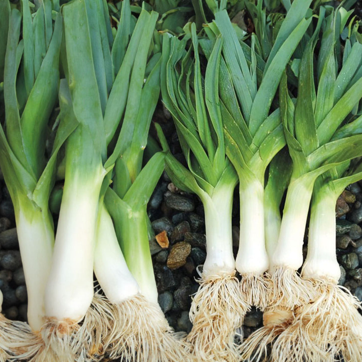 American Flag Leek Seeds - Giant Musselburgh, Cool Season, 210 seeds