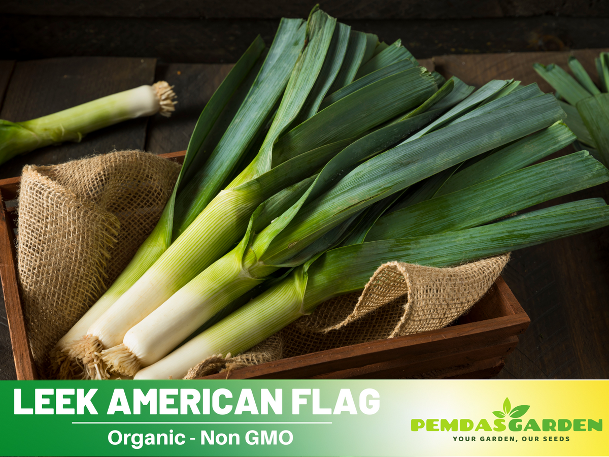 210 Seeds| American Flag Leek Seeds - Giant Musselburgh – Heirloom, Non-GMO, Mild Onion Flavor, Easy to Grow, Long White Stems, Great for Soups, Stews, Roasting, Cool Season Garden Vegetable#7016
