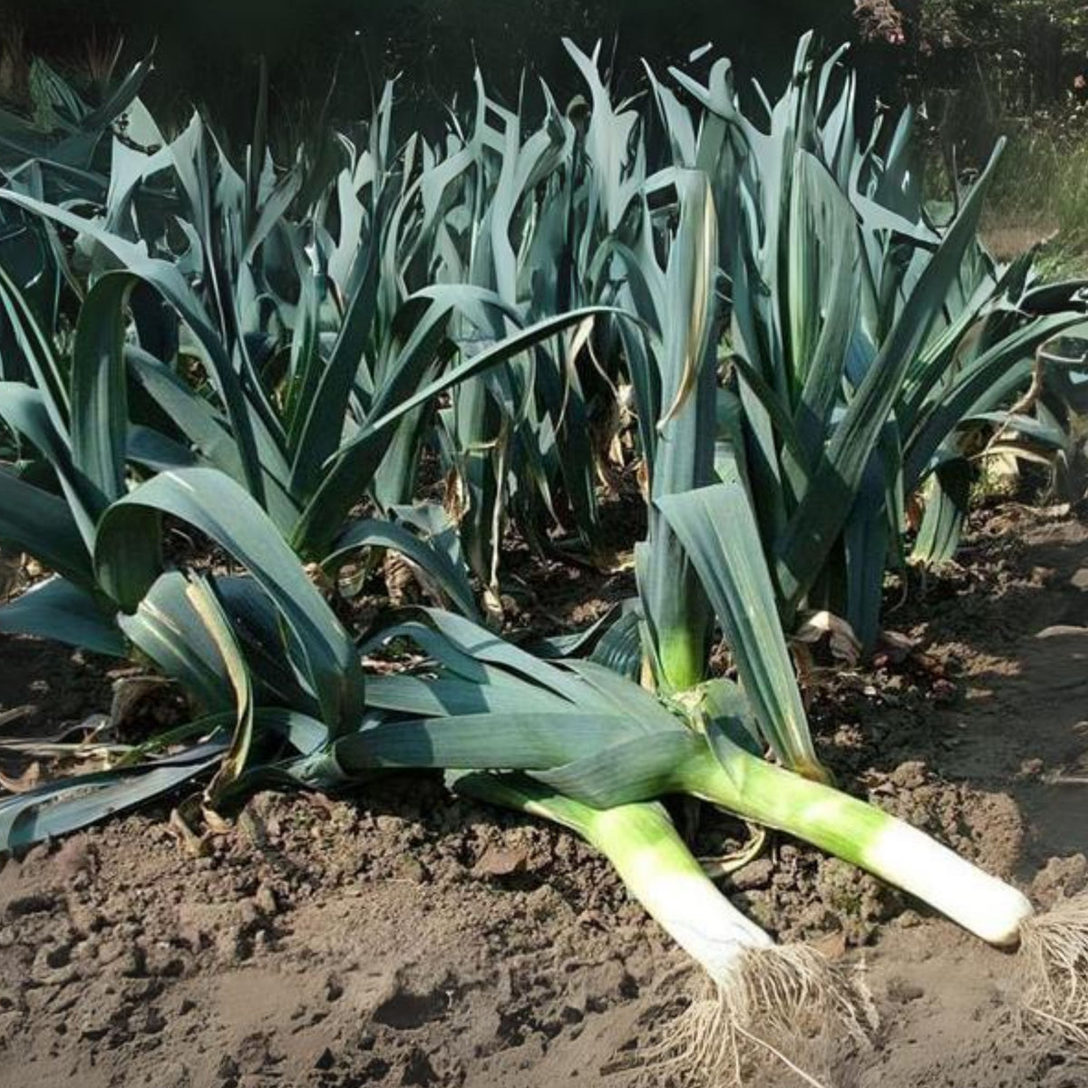 American Flag Leek Seeds - Giant Musselburgh, Cool Season, 210 seeds