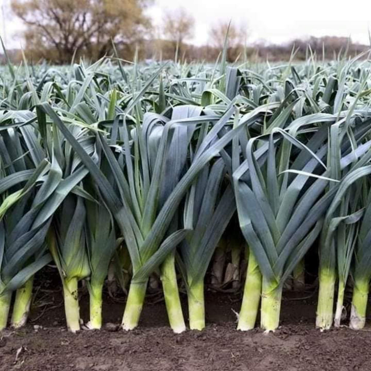 American Flag Leek Seeds - Giant Musselburgh, Cool Season, 210 seeds