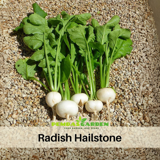 Hailstone Radish Seeds - Fast Growing White Radish, 110 seeds