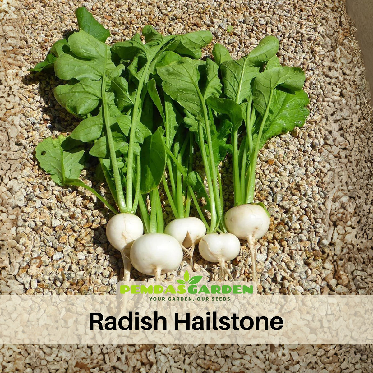 Hailstone Radish Seeds - Quick Harvest, Crisp Texture, 110 seeds