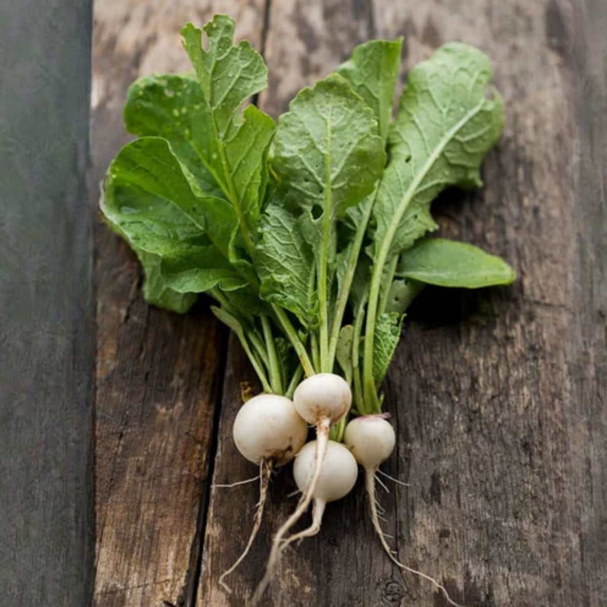 Hailstone Radish Seeds - Fast Growing White Radish, 110 seeds