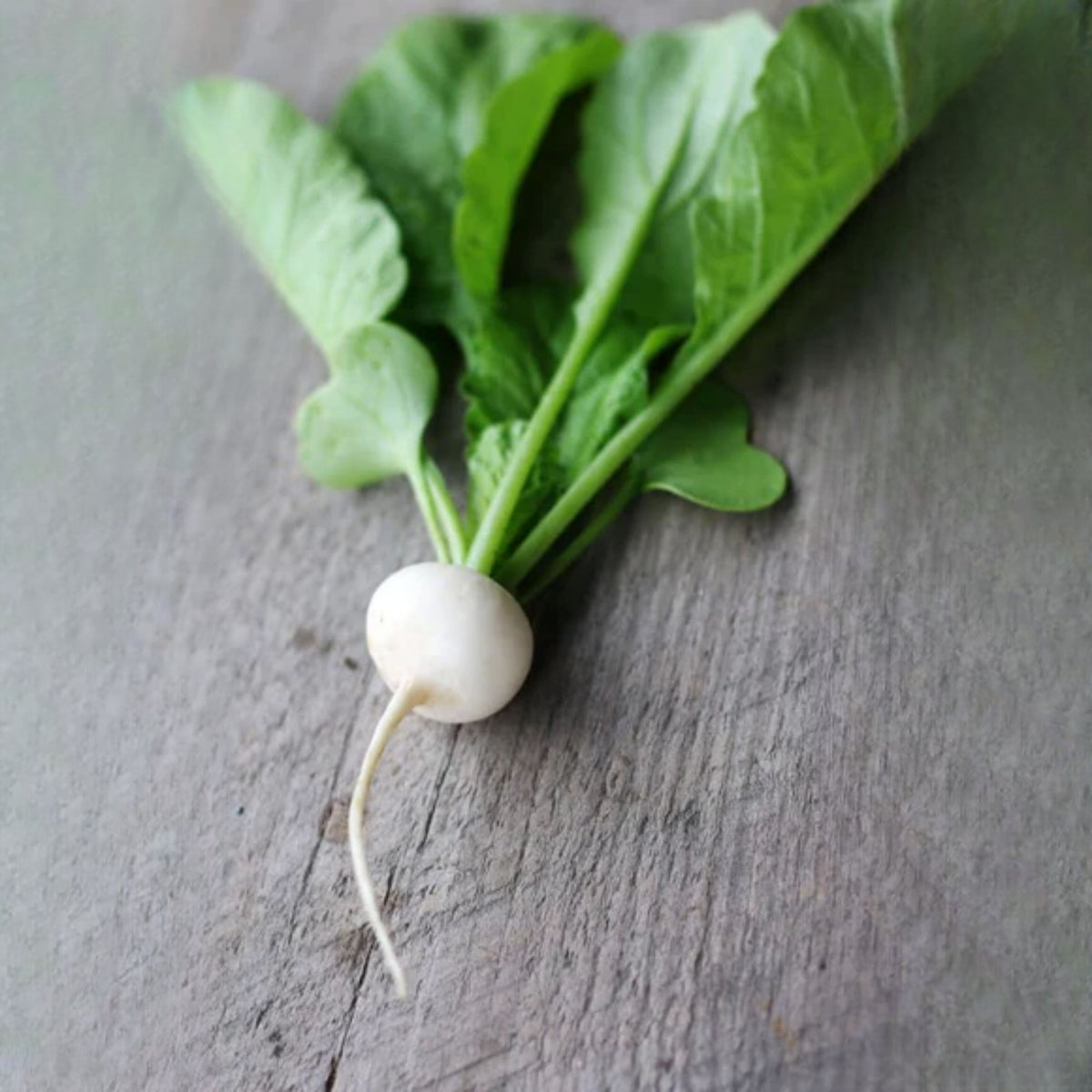 Hailstone Radish Seeds - Fast Growing White Radish, 110 seeds