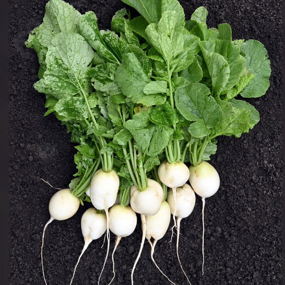 Hailstone Radish Seeds - Fast Growing White Radish, 110 seeds