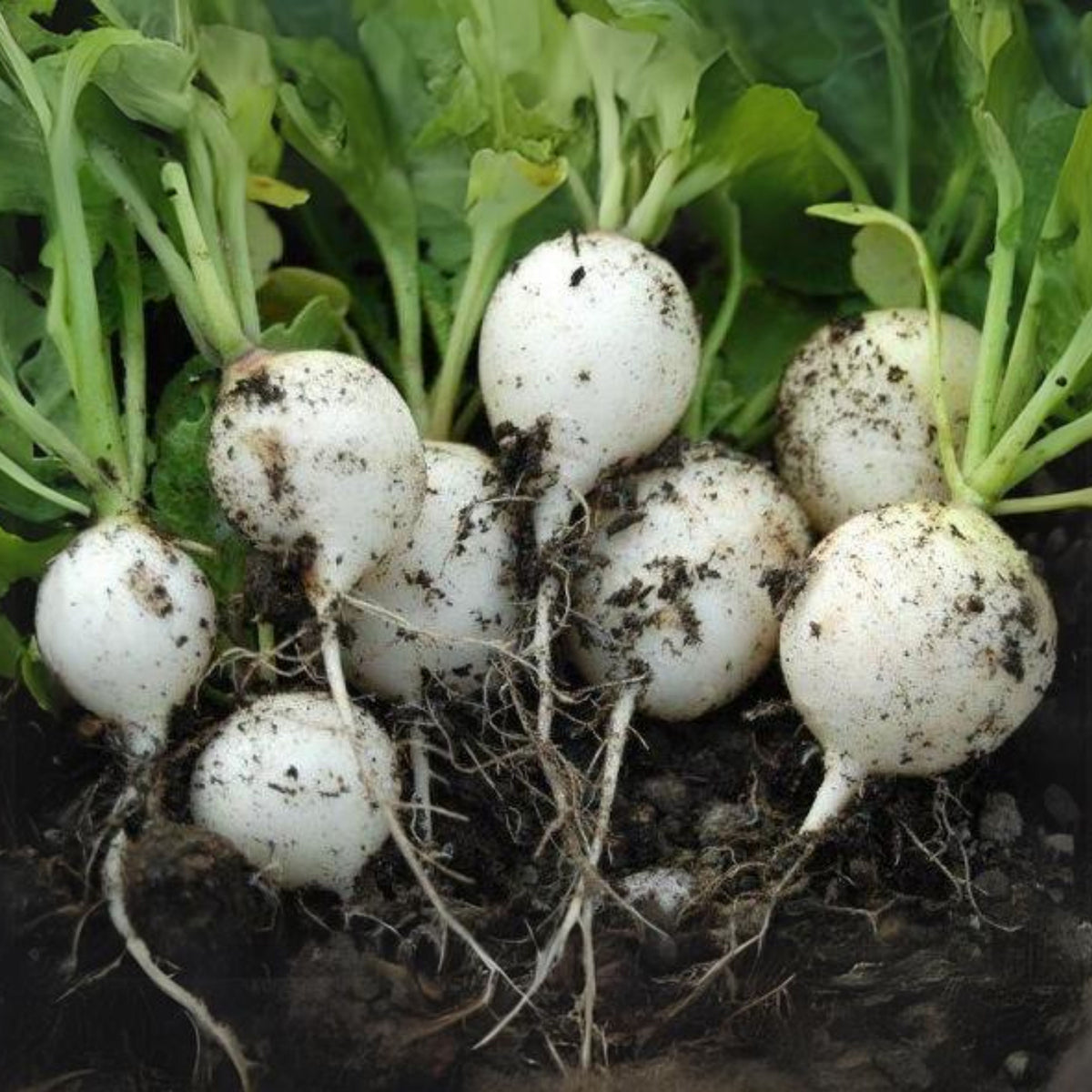 Hailstone Radish Seeds - Fast Growing White Radish, 110 seeds