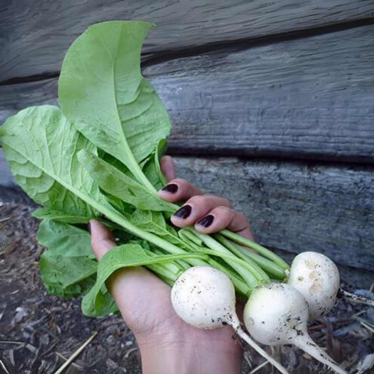 Hailstone Radish Seeds - Fast Growing White Radish, 110 seeds