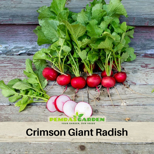 Crimson Giant Radish Seeds - Large Size, Crisp, 100+ seeds