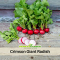 100+ Seeds| Crimson Giant Radish Seeds -Heirloom – Non-GMO – Large Size – Crisp – Mild Flavor – Quick Harvest – Easy to Grow – Spring & Fall – Fresh Eating – Garden to Table #7020