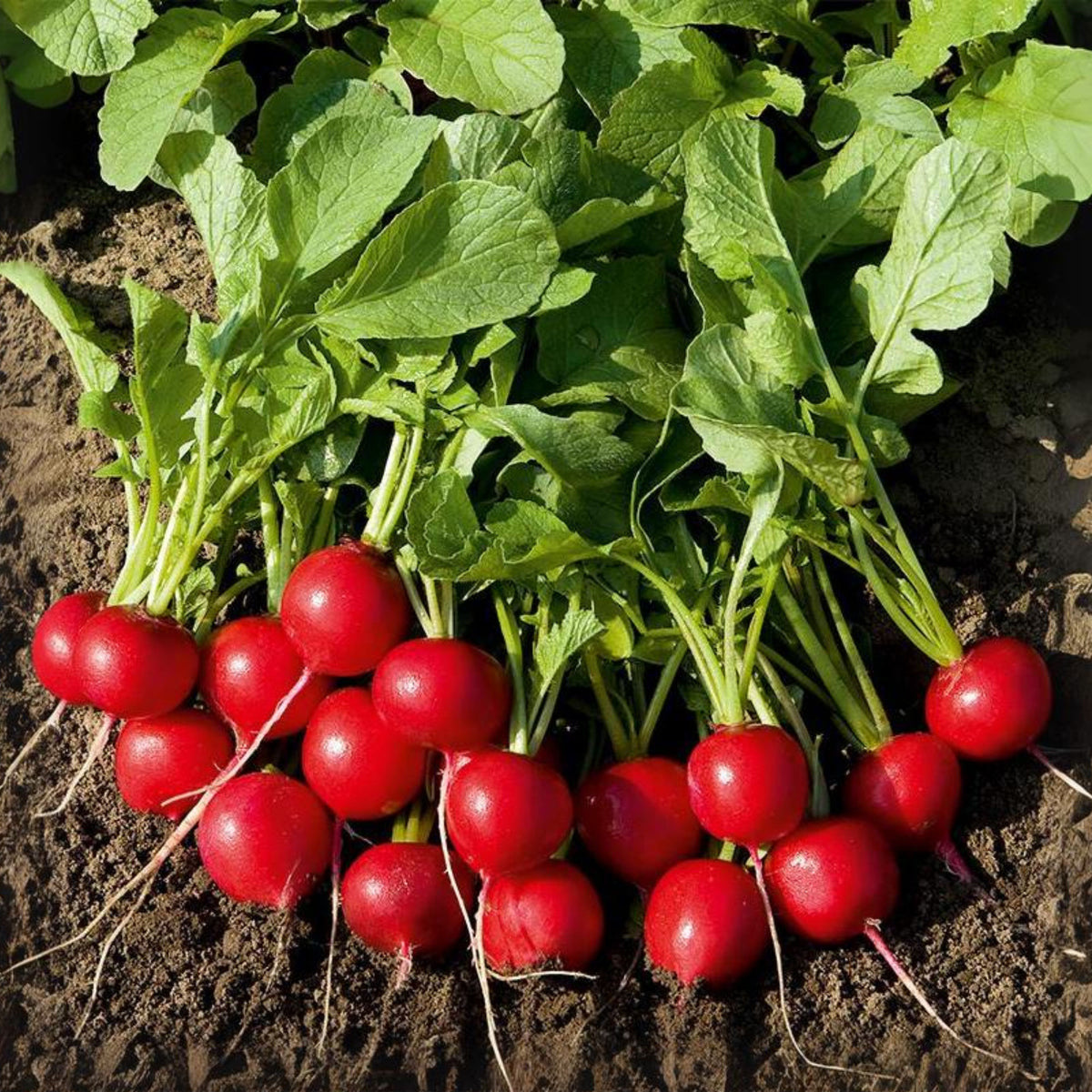 Red Crimson Giant Radish Seeds - Large Red Roots, 100+ seeds