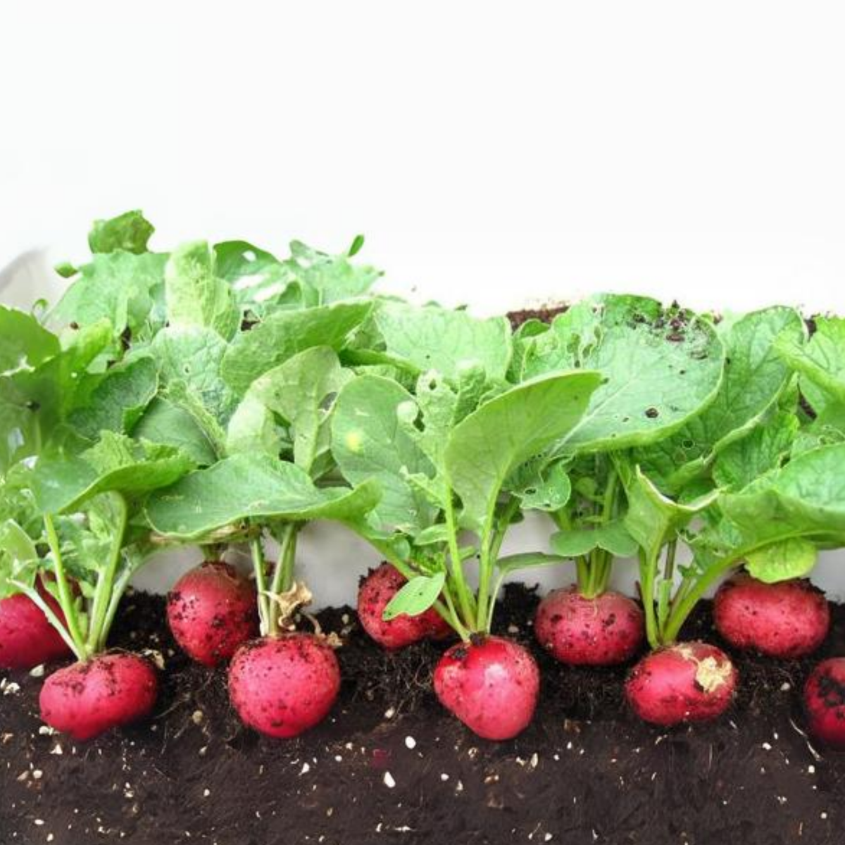 100+ Seeds| Red Crimson Giant Radish Seeds – Heirloom, Non-GMO, Large Red Roots, Mild Flavor, Crisp Texture, Easy to Grow, Quick Harvest Spring & Fall Garden Vegetable, Perfect for Salads, Pickling, and Fresh Eating#7020