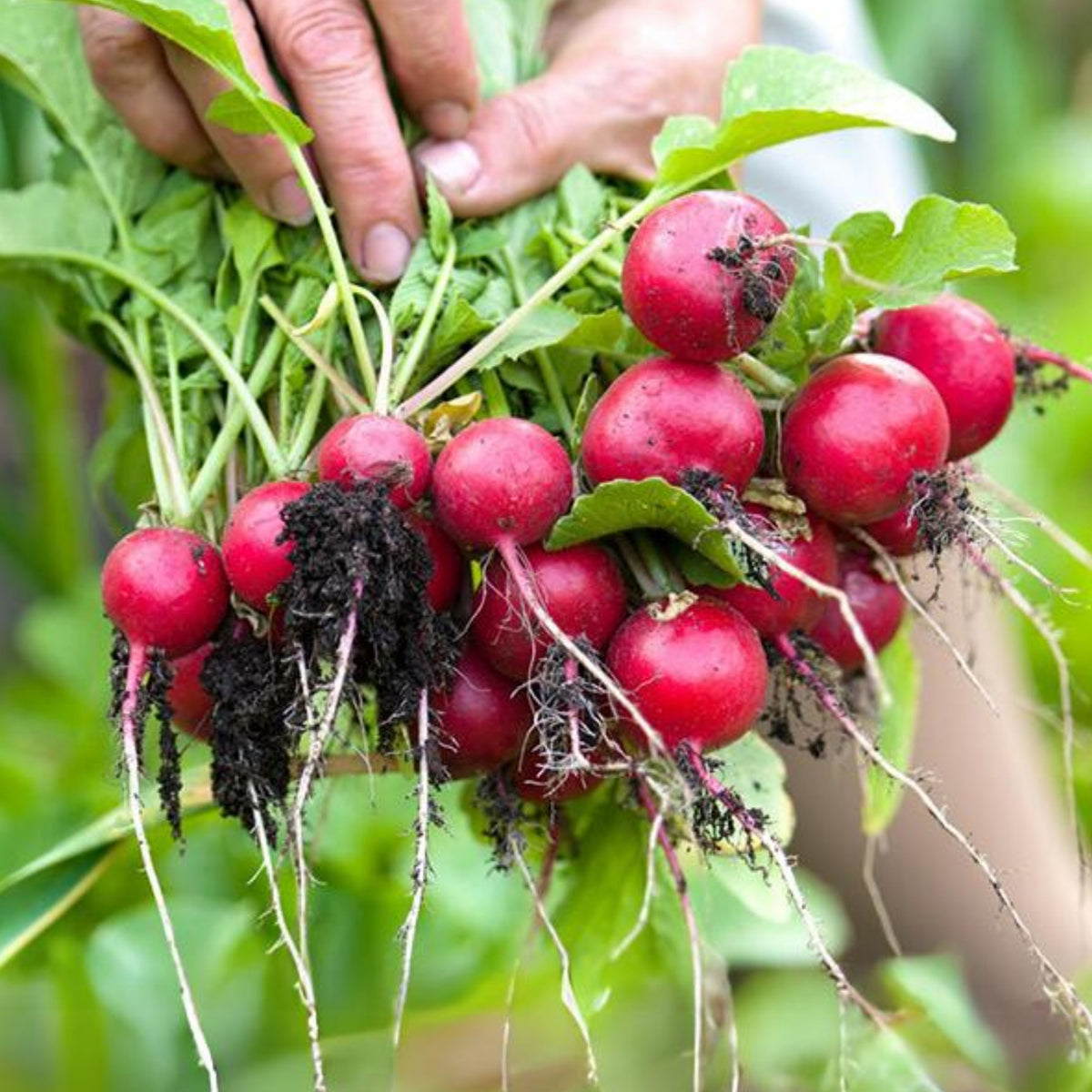 Red Crimson Giant Radish Seeds - Large Red Roots, 100+ seeds