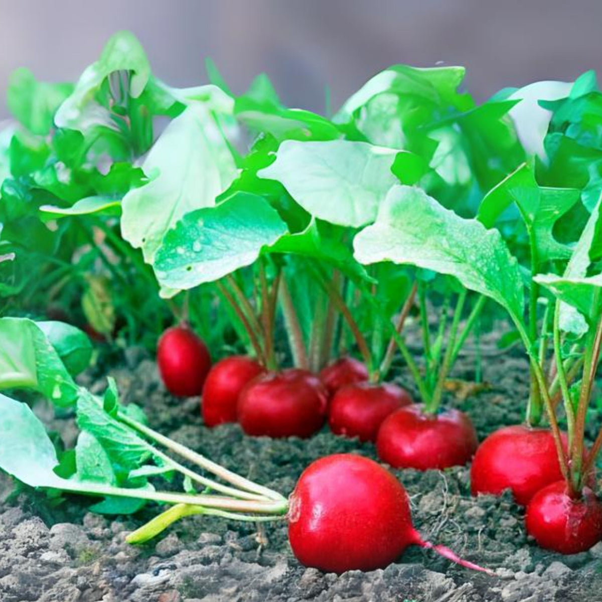 Red Crimson Giant Radish Seeds - Large Red Roots, 100+ seeds