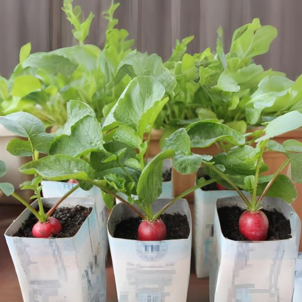 Red Crimson Giant Radish Seeds - Large Red Roots, 100+ seeds