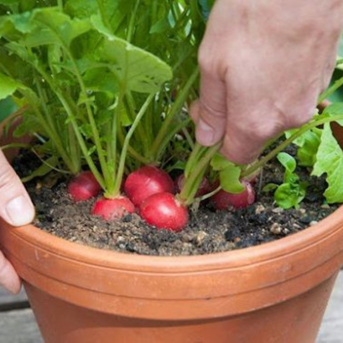 Red Crimson Giant Radish Seeds - Large Red Roots, 100+ seeds