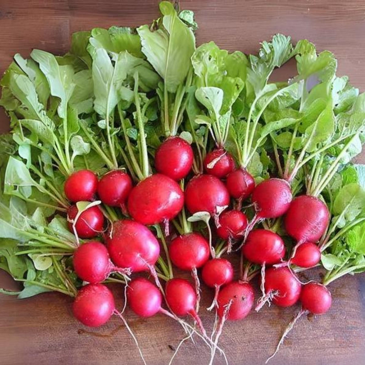 Red Crimson Giant Radish Seeds - Large Red Roots, 100+ seeds